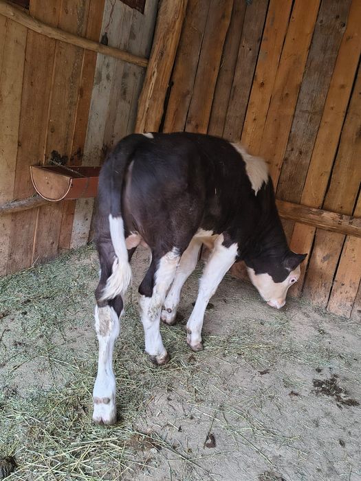 Vând tăuraș de 3 luni