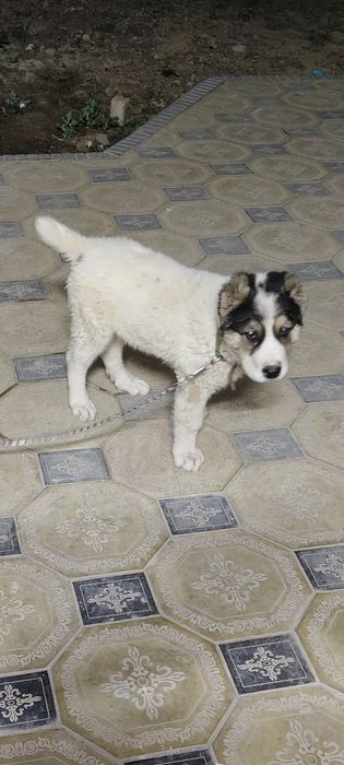 Алабай щенок. Чистокровный