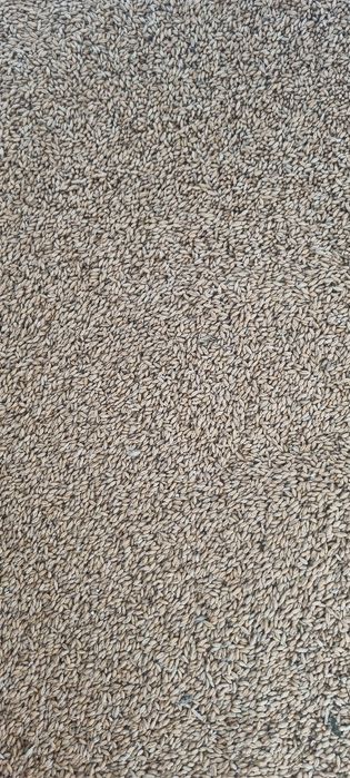 Vand cartofi grau triticala porumb