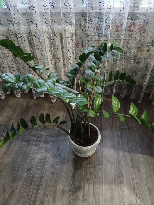 Продам комнатные растения