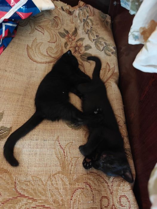 Отдам даром котят