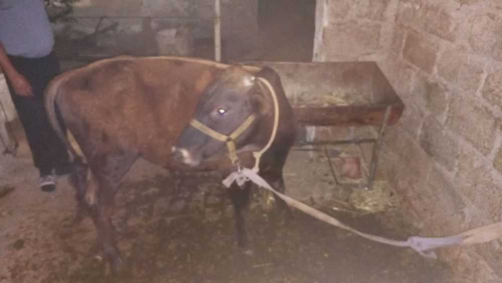 Бычок продам срочно