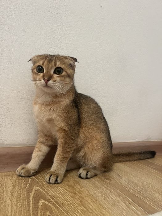 Шотлан кошка мальчик