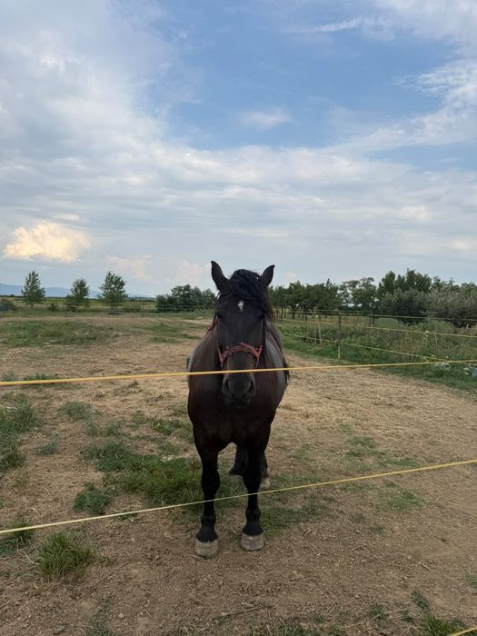 Iapă de vânzare   în Potău