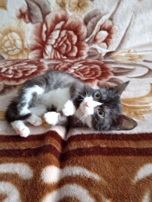 Котёнок мальчик ищет дом.