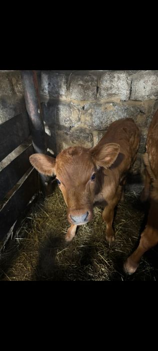 Продам телят бычков и тёлочки