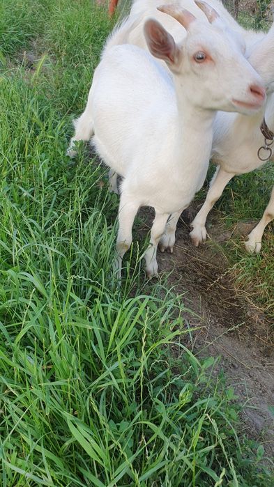 Iedute Saanen  doua bucăți