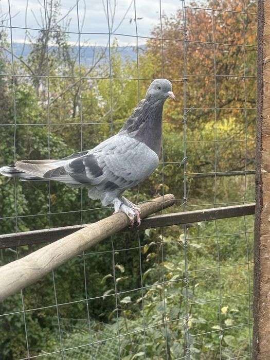 Takla jucatori turcești calitate garantată de joc