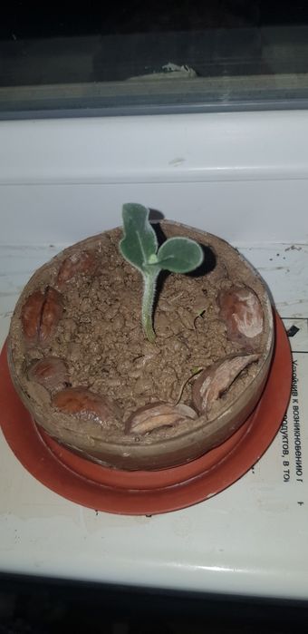 Асқабақ тұқымы 12см