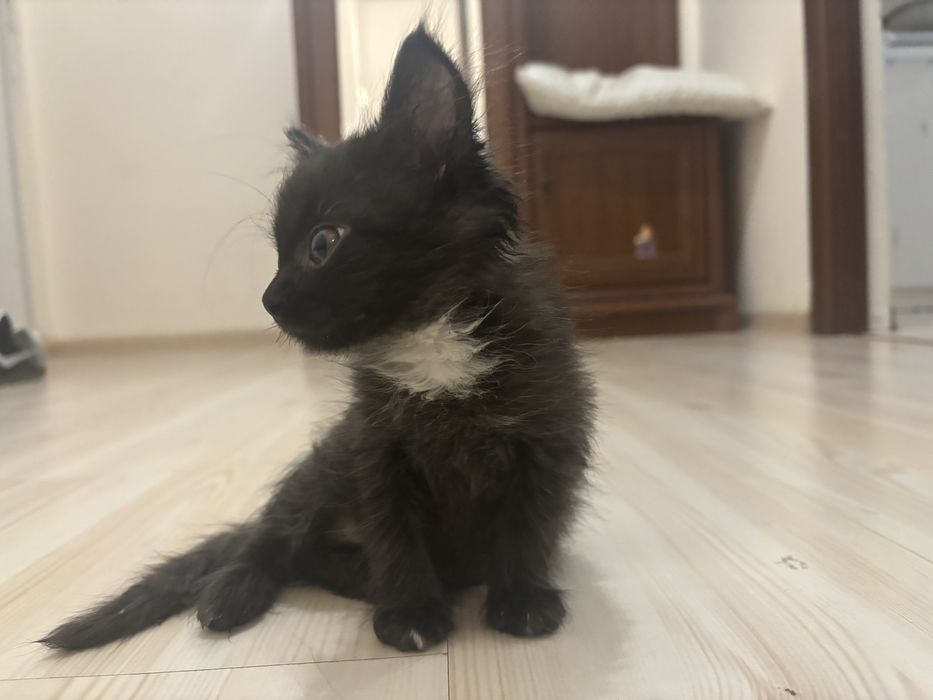 Котенок бесплатно.