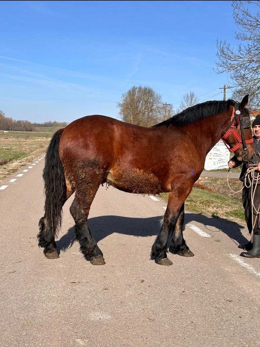 Vând mânz de 1 ani și 9 luni