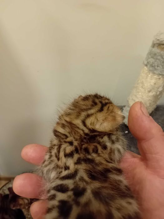 Бенгалска котка , родословие перфектни родители