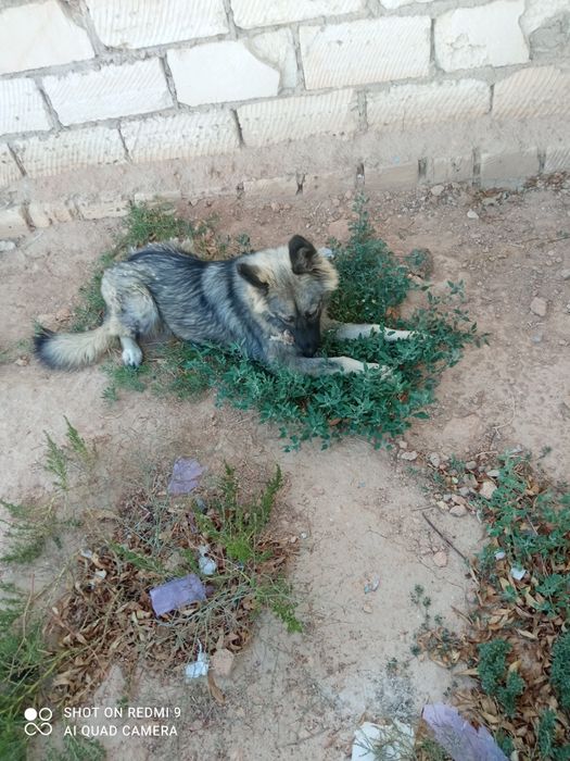 Хаски собака (бесплатно)