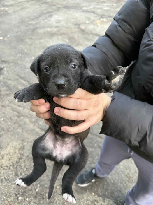 Малки сладки кученца