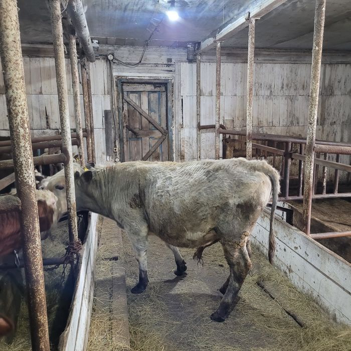 Продам тёлку и бычка