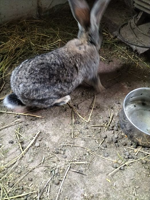 Iepuri ed vînzare.sanatosi cu diferite virste.in judetul Suceava