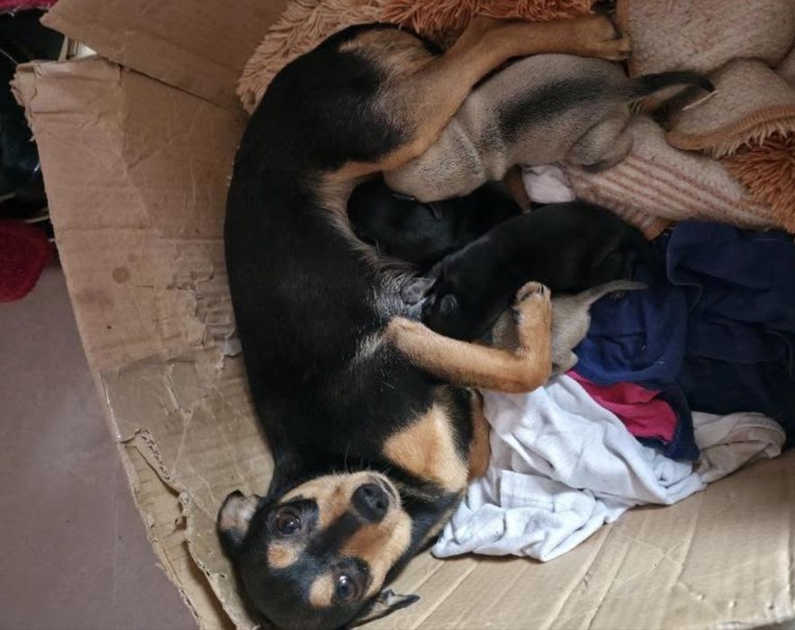 Кучета пинчери бебета