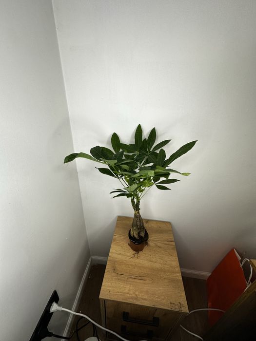 Пахира (денежное дерево)