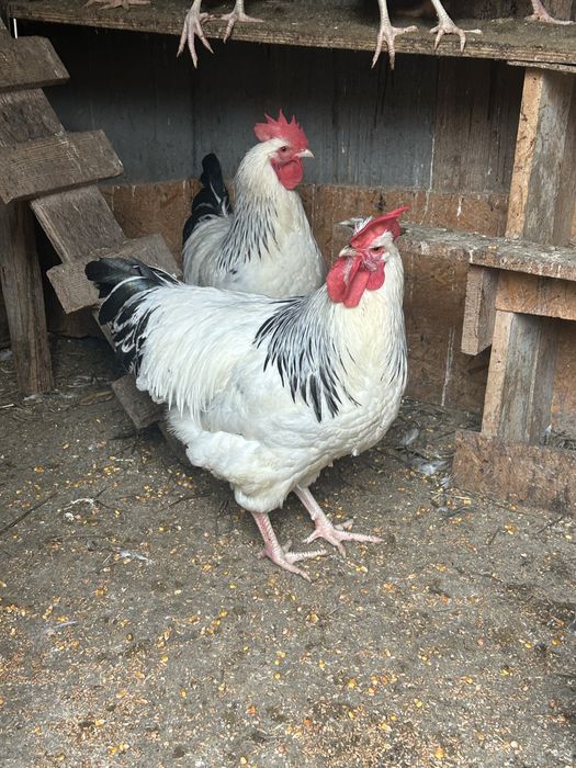 Cocosi sussex de vanzare varsta 8 luni... am si oua de vanzare...5 lei