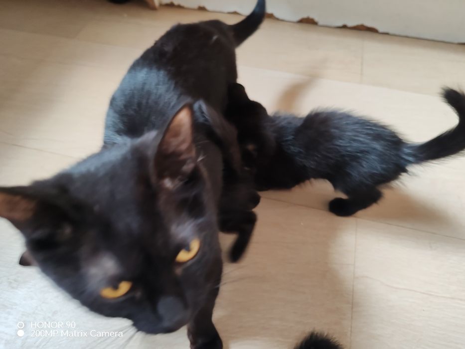 Отдам котят бесплатно