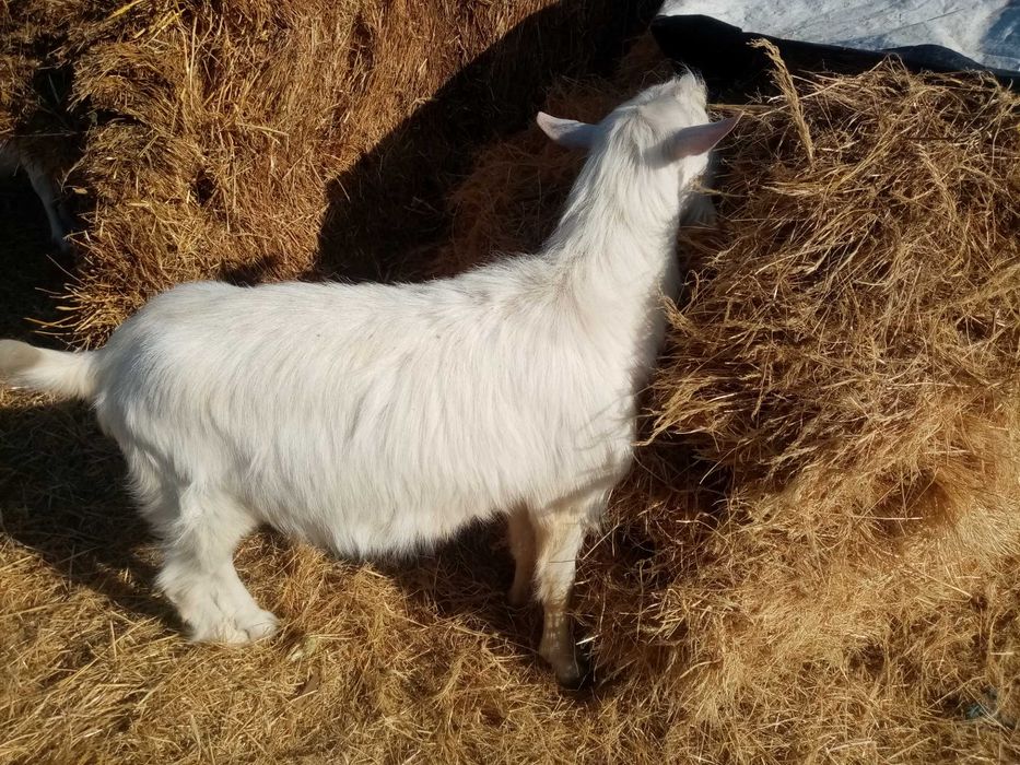 Vand tapisori de 1an