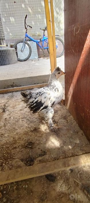 2 oylik brama jo'jalar 75.000som