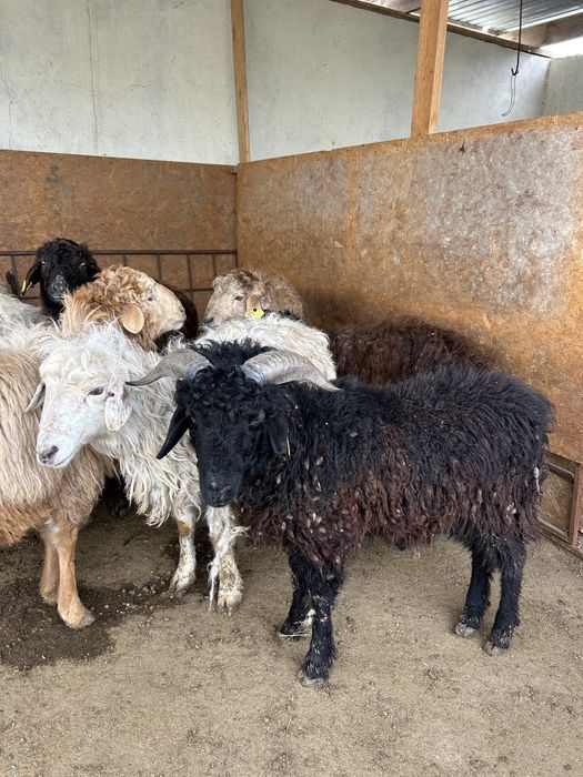 10 бас еркек токты сатылады