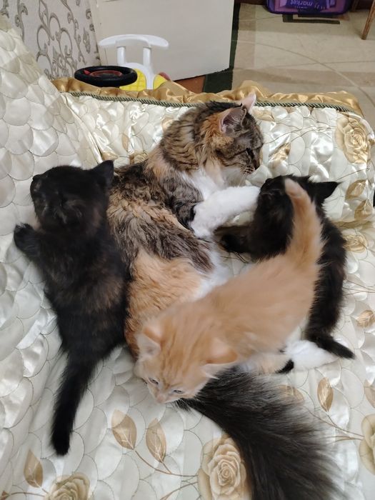 Бепул мушук болалари бор