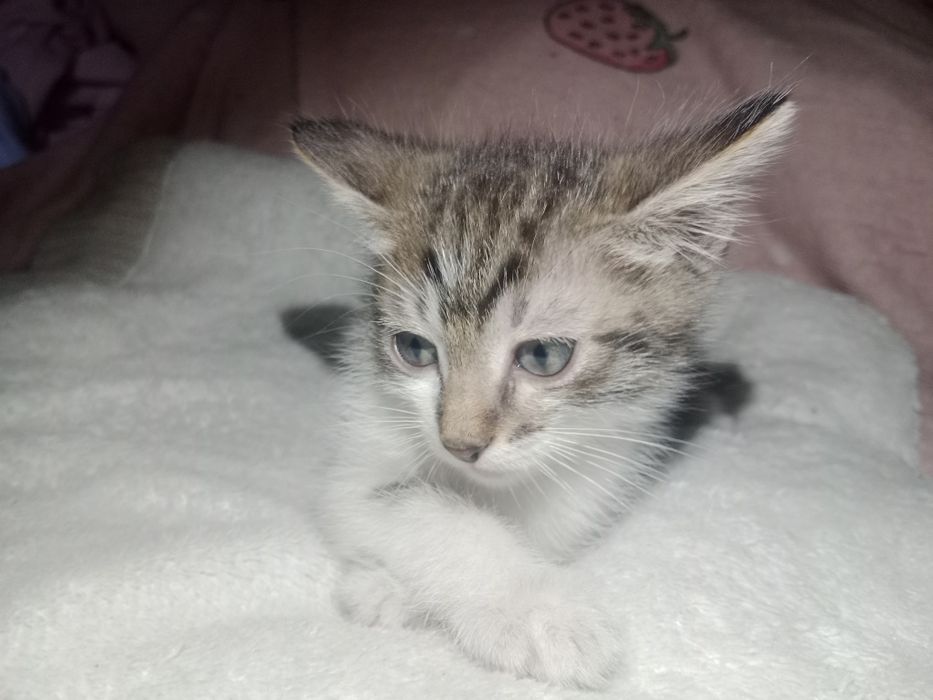 Отдаю один комочек счастья в добрые руки!