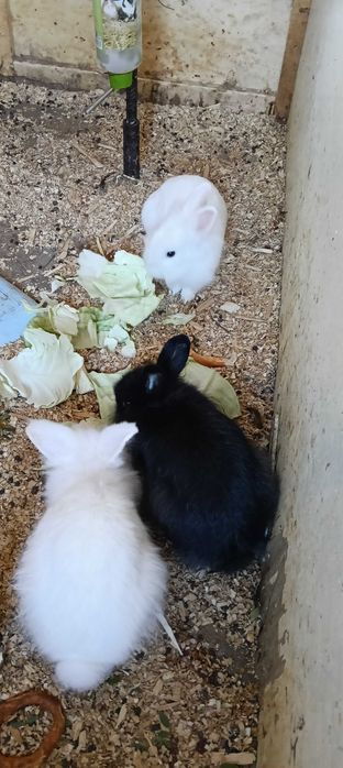 Iepurași cap de leu