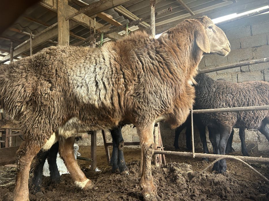 Arshan qoy sotiladi арашан продается