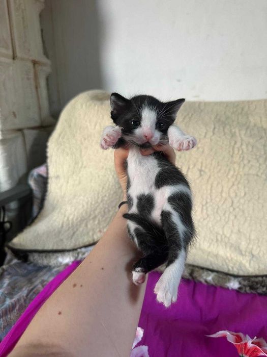 3 pisoi spre adoptie