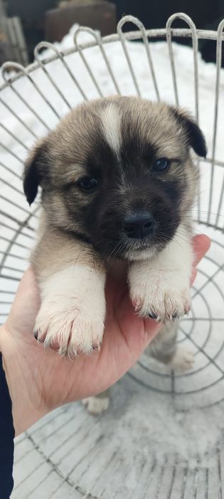 Отдам щенят в добрые руки