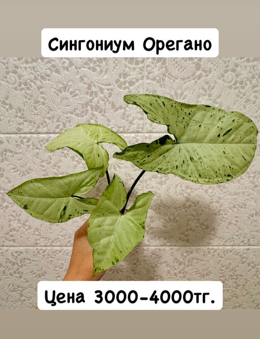 Сингониумы сортовые! Орегано! Комнатные цветы!