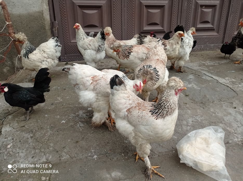 Брама товук тухумлари  сотилади