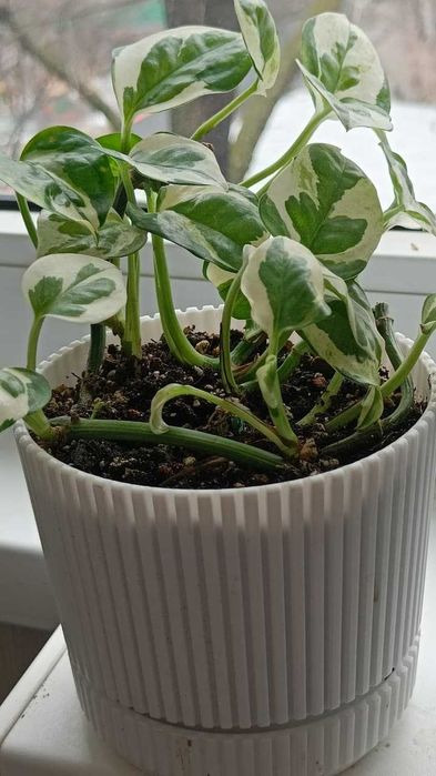 Сциндапсус  Энджой, Треби