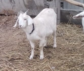 Продам коз молочных