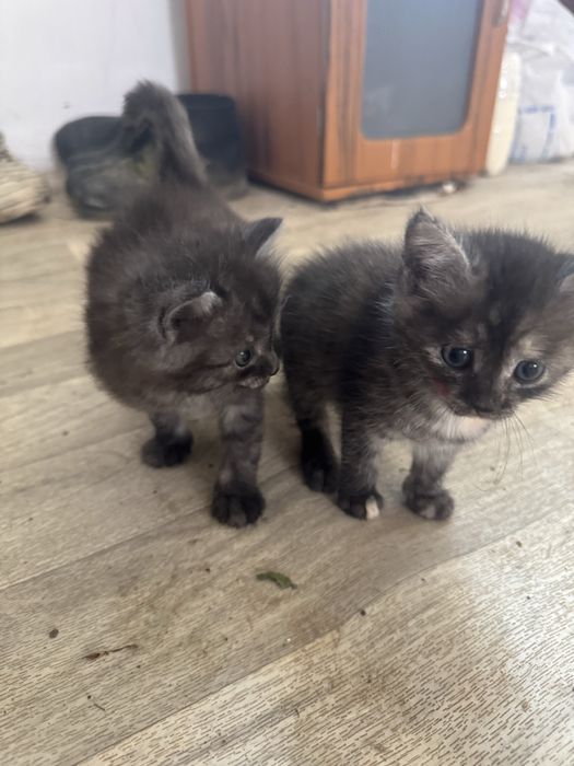 Отдам котят в добрые руки