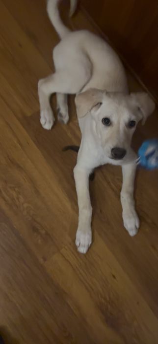 Щенок девочка 3 месяца