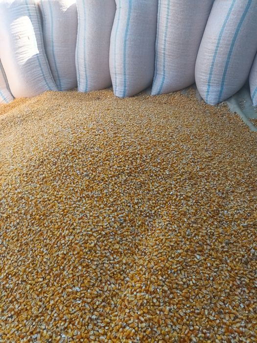 Ofer spre vânzare -Grâu - Orzoaica  - Ovăz și  Graunte  !!