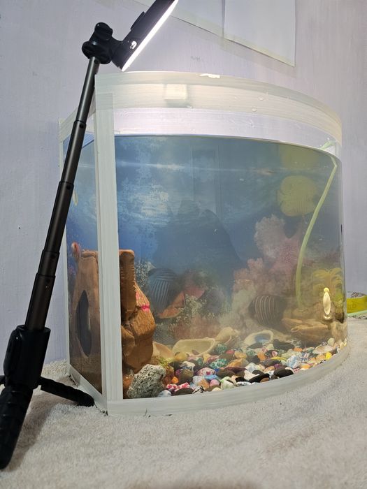 Аквариум для искусства