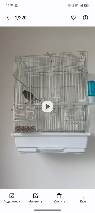 Канарейка самка щыгол чорный бар