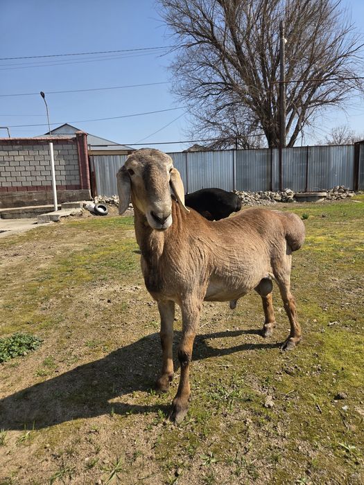 Ұрықтыққа бір жасар арашан қошқарлап