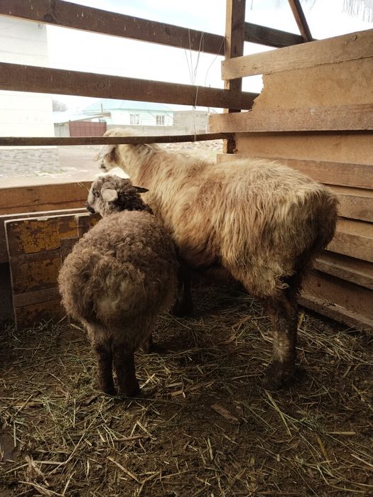 Осы козлы кои сатылады