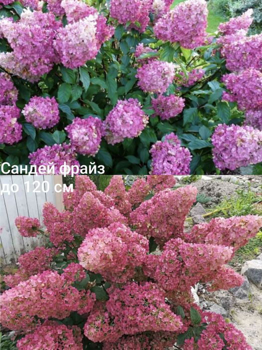 Гортензия метельчатая черенки