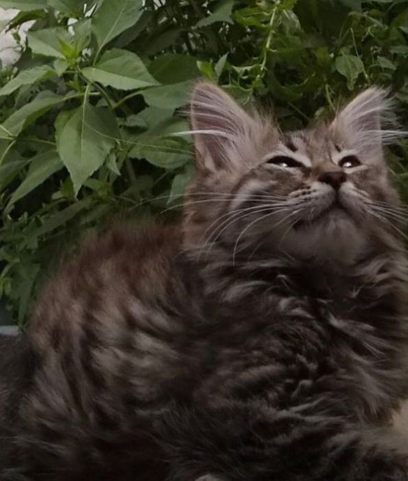 Котик мальчик пушистый