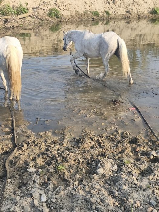 Vând doi cârlani de rasa și doua iepe