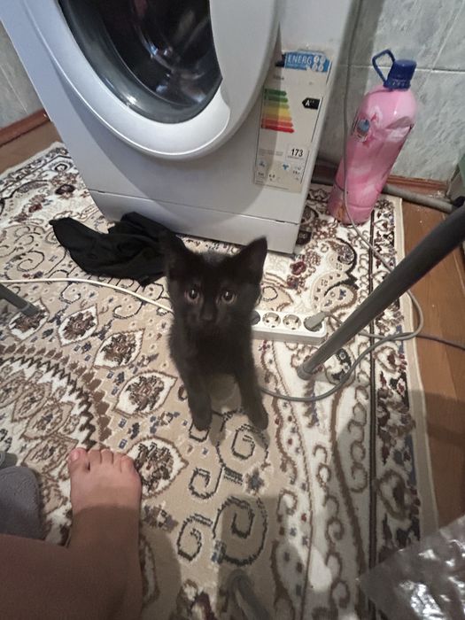 Кошка 3 месячный