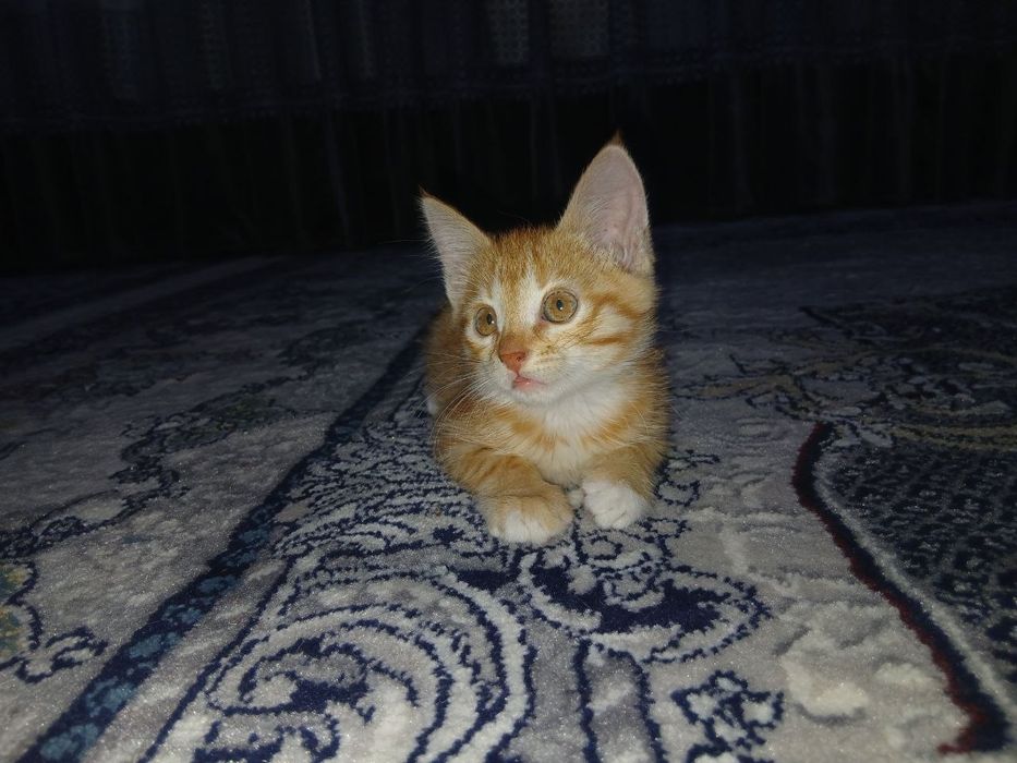 Hadiyaga beriladi