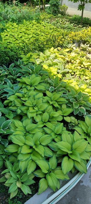 Хоста многолетний